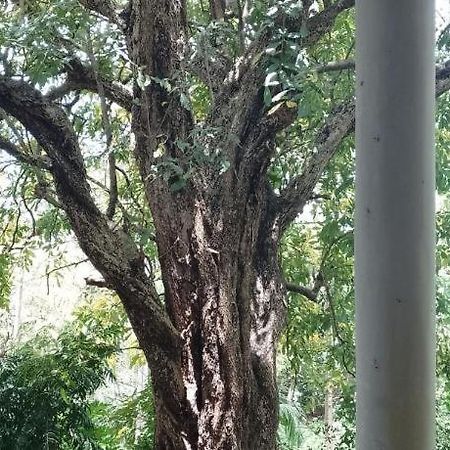 Appartamento Kon Tree Shade Dambulla Esterno foto