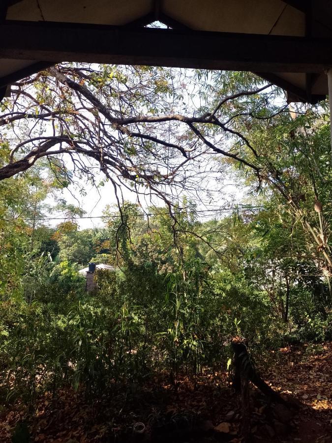 Appartamento Kon Tree Shade Dambulla Esterno foto